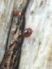 Clambidae