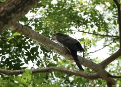 Hierococcyx sparverioides