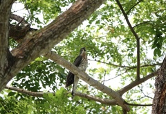 Hierococcyx sparverioides