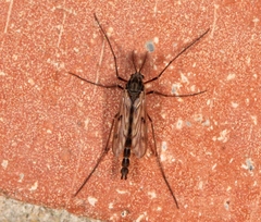Macropelopia nebulosa