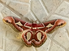 Rothschildia jacobaeae