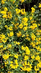 Coronilla valentina glauca