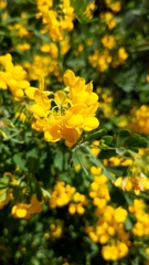 Coronilla valentina glauca