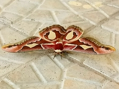 Rothschildia jacobaeae