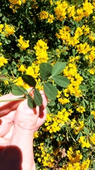 Coronilla valentina glauca