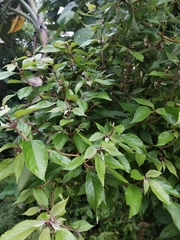 Callicarpa formosana