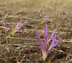 Colchicum montanum