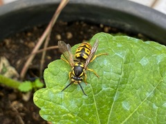 Vespula germanica