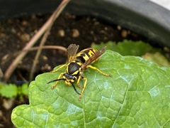 Vespula germanica