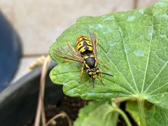 Vespula germanica
