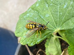 Vespula germanica