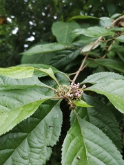 Callicarpa formosana