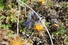 Eryngium dilatatum