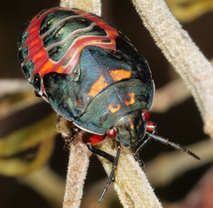 Coleotichus costatus