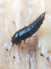 Habrocerus capillaricornis