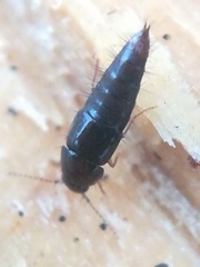 Habrocerus capillaricornis