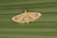 Lamprosema excurvalis