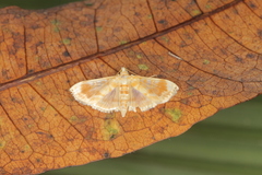 Lamprosema excurvalis