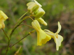 Bunias erucago
