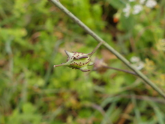 Bunias erucago