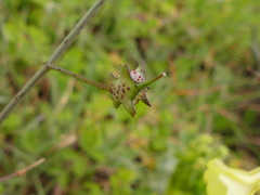 Bunias erucago