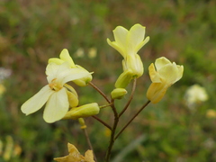Bunias erucago