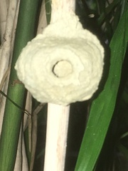 Delta pyriforme circinale