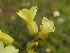 Bunias erucago