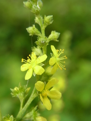 Agrimonia pilosa japonica