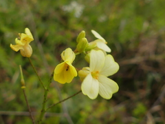 Bunias erucago