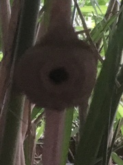 Delta pyriforme circinale