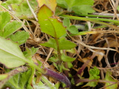 Bunias erucago