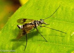 Athericidae