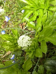 Smyrnieae