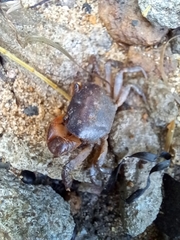 Cyclograpsus