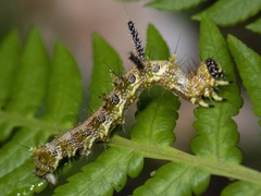 Mochlotona phasmatias