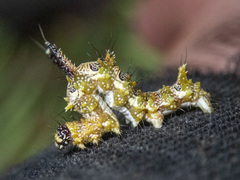 Mochlotona phasmatias