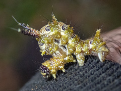 Mochlotona phasmatias
