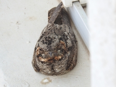 Caprimulgus asiaticus