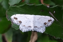 Scopula pulchellata agg