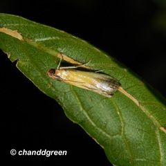 Piesmopoda semilutea