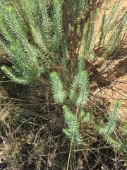 Phymaspermum athanasioides