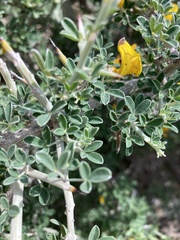 Calicotome intermedia