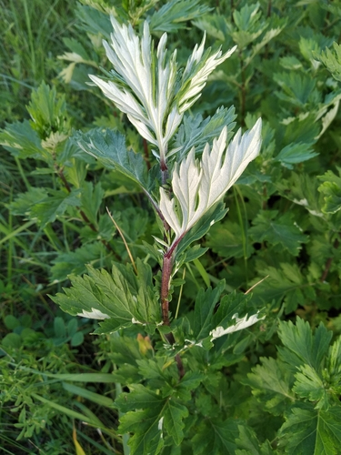 Paprastasis kietis nuotrauka