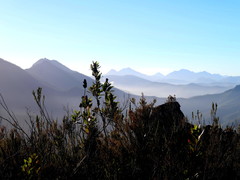 Laurophyllus capensis