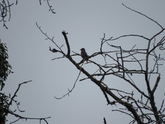 Coccothraustes coccothraustes