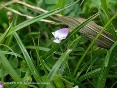 Torenia crustacea