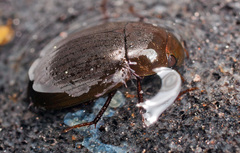Hydrobius