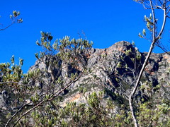 Laurophyllus capensis