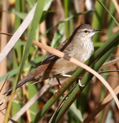 Acrocephalus gracilirostris gracilirostris